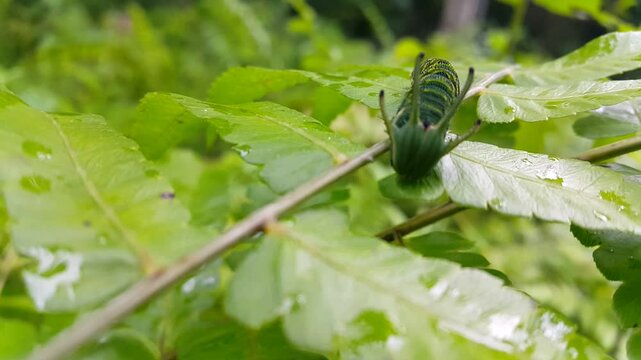 green caterpillar on a leaf. "Dragon head caterpillars" are Charaxinae larvae with horn-like head projections, resembling dragons. They become butterflies, found in tropical regions.