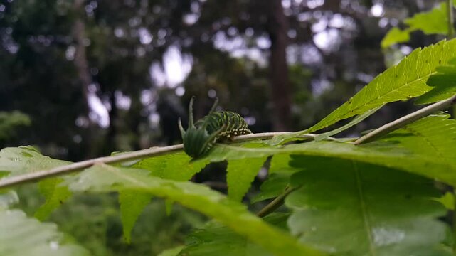 Common Nawab Butterfly (Polyura athamas) or Dragon Head Caterpillar. 4K. Found in temperate regions of North America, Europe, China and southern Australia, caterpillars have a beautiful 'head capsule'