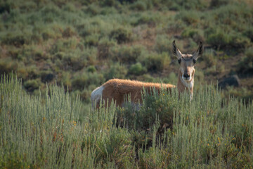 Antelope in sage brush