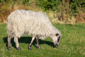 Obraz premium Churra breed sheep on a green pasture. Sheep is white with black markings on face and legs