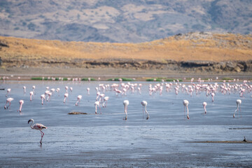 Naklejka premium Flock of flamingos in water with mountains in background, Lake Natron, Tanzania