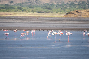 Flock of flamingos in water with mountains in background, Lake Natron, Tanzania