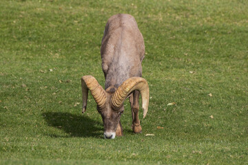 Bighorn sheep grazing on grass
