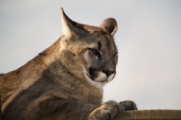 Fototapeta premium young cougar, mountain lion with a brown background