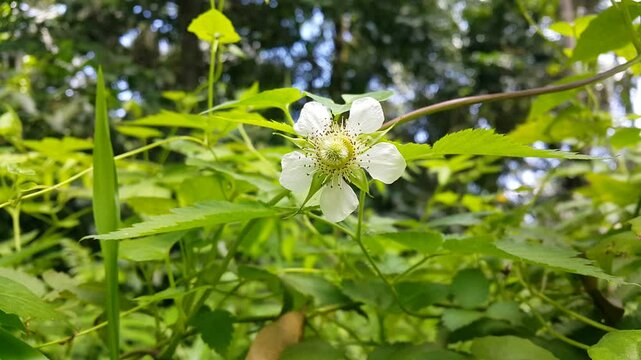 4k view of White Flowers (Rubus rosifolius, West Indian Raspberry, Ola'a, Roseleaf Raspberry, Rose-leaf Bramble, Mauritius raspberry, Vanuatu raspberry, Thimbleberry, Agrimonia pilosa).