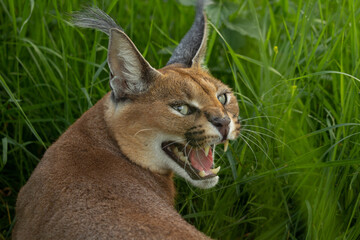 Caracal (Caracal caracal). Wild life animal.