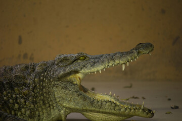 Profile of a Cuban crocodile. The Cuban crocodile has the smallest