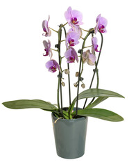 Orchidée phalaenopsis rose	
