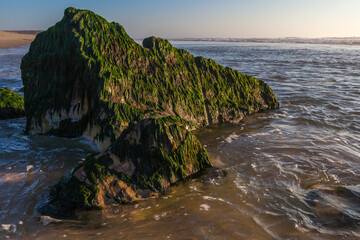 a large rock covered in vibrant green seaweed, with strands hanging down and creating a textured, organic drape over the surface