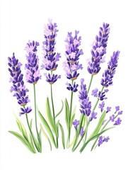 Naklejka premium Beautiful Lavender Flowers Illustration