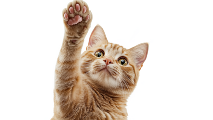 Ginger cat reaching up with paw in a playful gesture against a white background