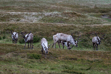 Fototapeta premium A herd of reindeer in the Scandivavian fells