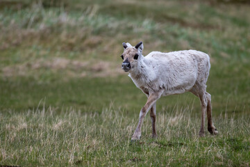 Reindeer in the Scandivavian fells