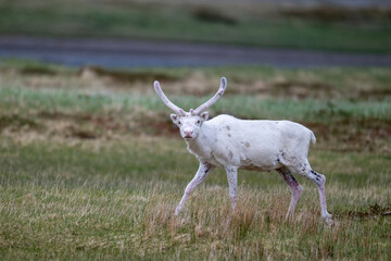 Reindeer in the Scandivavian fells