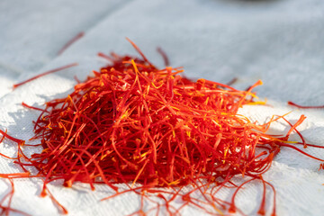 Fototapeta premium Fresh saffron flower plant close up, not dried