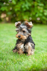 Adorable Yorkshire Terrier puppy on green grass – playful and cute moment outdoors
