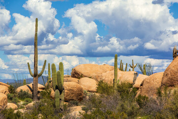 Saguaro cacti with arms growing amongst boulders with vegetation, mountains, blue sky, and large...