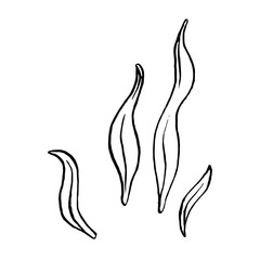 Sketch of Seaweed. Vector algae illustration of the underwater world painted by black inks. Hand drawn Graphic line art of sea life. Underwater plants in outline style for design label, postcards