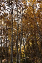 Fototapeta premium Fall forest with colourful leaves