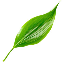 Obraz premium A fresh lily of the valley leaf isolated on transparent