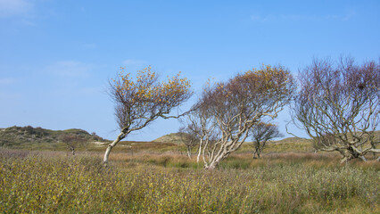 some small birch trees in the sandy dunes of the northern sea landscape
