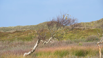 some small birch trees in the sandy dunes of the northern sea landscape
