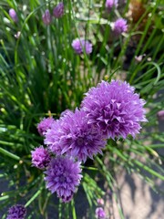 close up of a flower