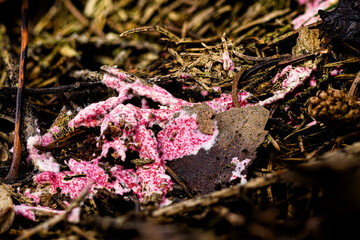 Rosafarbener Schmarotzerpustelpilz (Hypomyces rosellus), auf dem Waldboden