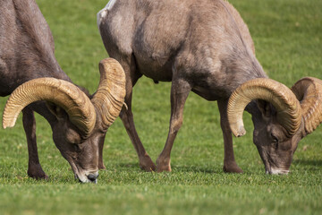 Bighorn sheep herd grazing on grass
