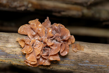 Blattartiger Zitterling (Tremella foliacea) auf einem morschen Fichtenast