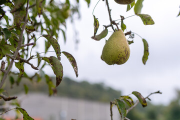 Primer plano de una pera en un árbol frutal. Las hojas muestran signos de cambio de estación. Fondo borroso con un muro y vegetación.