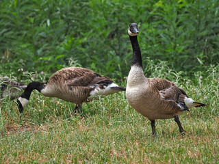 A pair of adult Canada Geese, feeding at Inks Lake State Park. Canadian Goose