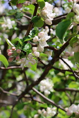 Beautiful apple blossoms in sprintime