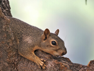 A fox squirrel trying to find a cool shaded place away from the summer heat.