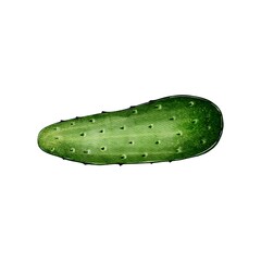 Green fresh cucumber, whole, small. Watercolor High quality illustration on white background Can be used in menus, recipes, salads, cooking, dish ingredients Harvest, vegetable from the garden, farm.