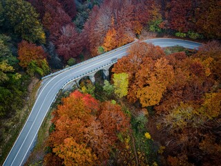 Obraz premium Winding Road Through Autumn Foliage