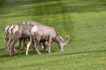 Bighorn sheep herd grazing on grass
