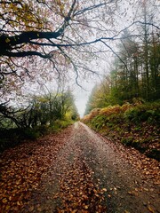 path in autumn park
