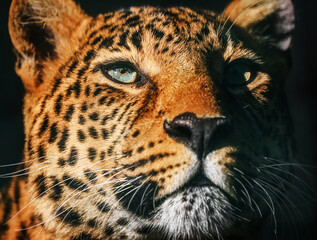 Dramatic portrait of a leopard illuminated by striking light, highlighting its fierce gaze