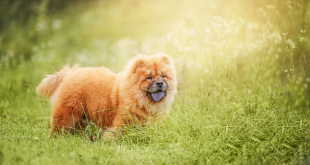 Fluffy Chow Chow puppy in lush green grass, radiating charm and cuteness.