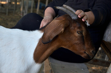 tame goats with their owner resting in the shade of willows