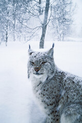 Polar lynx in northern Norway