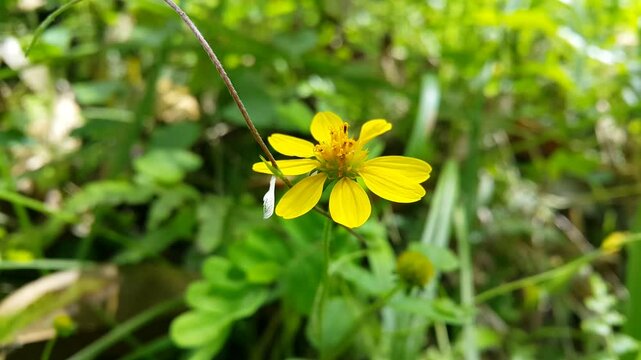 Beautiful footage of Melanthera biflora flower. 4K footage shot in tropical forest. 
Wedelia biflora, melanthera, wollastonia biflora, wedelia prostrata, Sphagneticola calendulcea, wedelia chinensis,