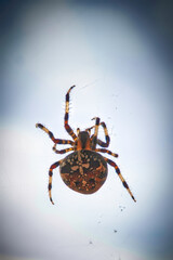 Spider climbing its web: a detail of nature in action