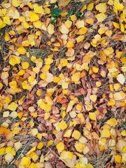 autumn leaves background