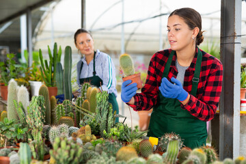 Positive experienced florists growing cactus in pots, working in greenhouses, arranging potted plants