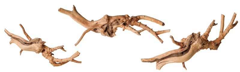 set old dry driftwood tree branch on an isolated white background close-up