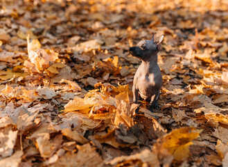 xoloitzcuintle dog in forest