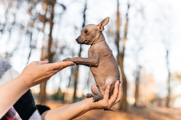 xoloitzcuintle dog on my hands