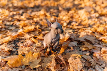 xoloitzcuintle dog in a pile of leaves